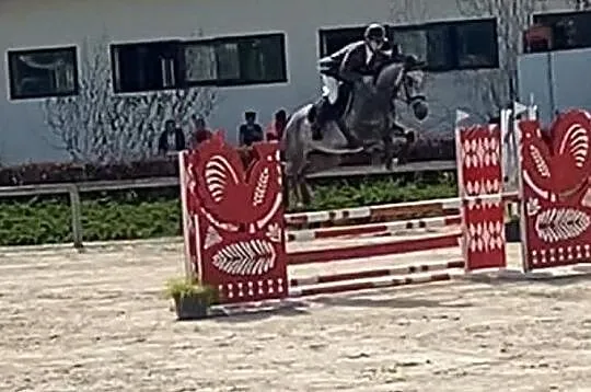 5 letnia przyszłościowa klacz, , 