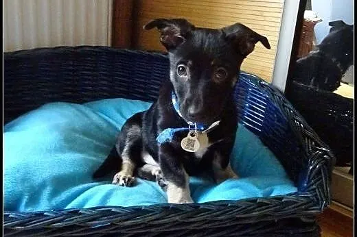 Aramis - ok. 2,5 - 3mies psiak do adopcji!,  mazow