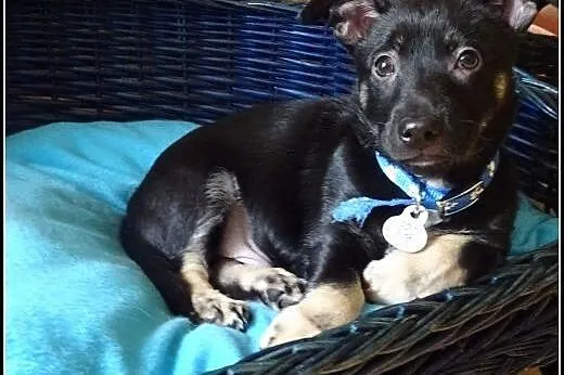 Aramis - ok. 2,5 - 3mies psiak do adopcji!,  mazow