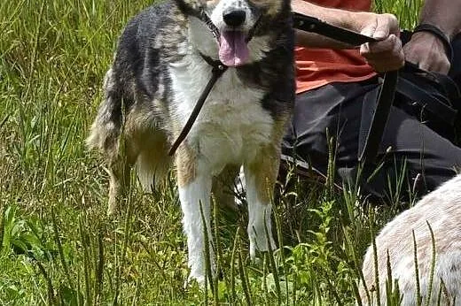 Aramis - ok. 2,5 - 3mies psiak do adopcji!,  mazow