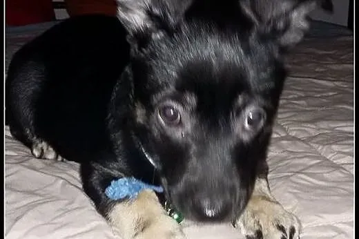 Aramis - ok. 2,5 - 3mies psiak do adopcji!,  mazow