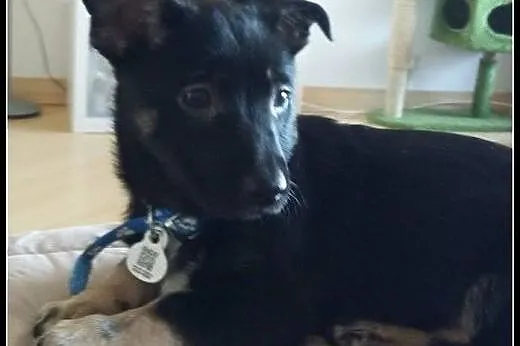 Aramis - ok. 2,5 - 3mies psiak do adopcji!,  mazow