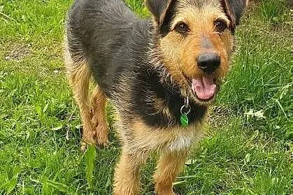 TOBY - piękny, kochany psiak w typie terriera do adopcji,  mazowieckie Warszawa, Mazowieckie, Warszawa