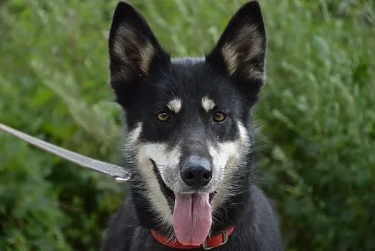 Luna, sunia w typie husky szuka odpowiedzialnego d