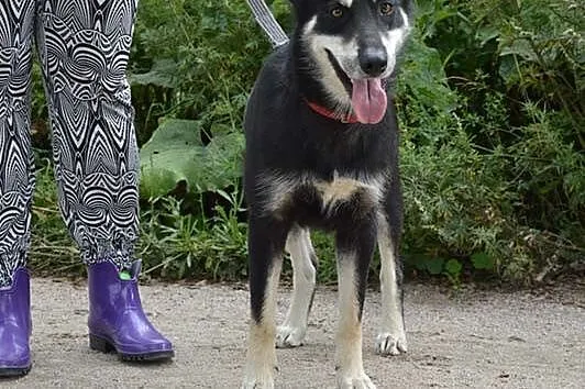 Luna, sunia w typie husky szuka odpowiedzialnego d