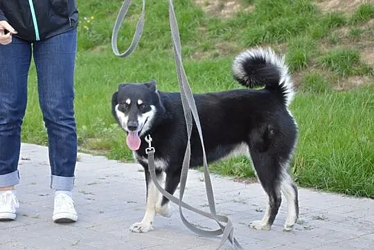 Luna, sunia w typie husky szuka odpowiedzialnego d