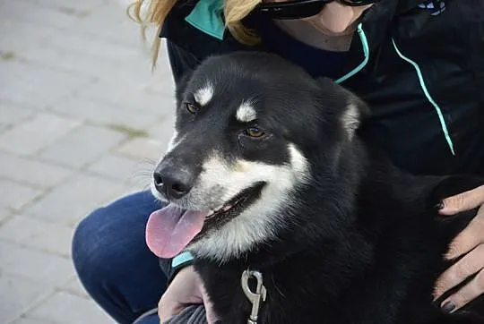 Luna, sunia w typie husky szuka odpowiedzialnego d