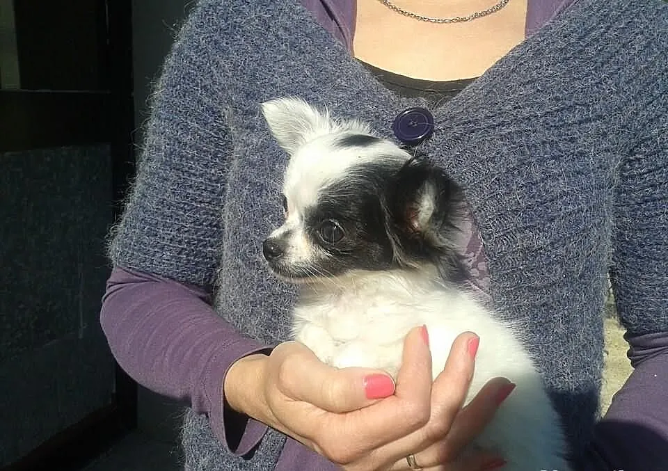 Chihuahua