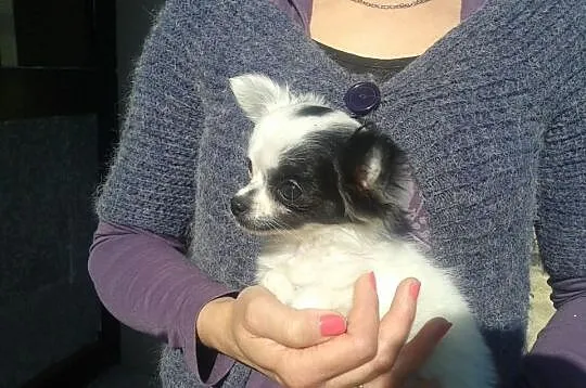 Chihuahua