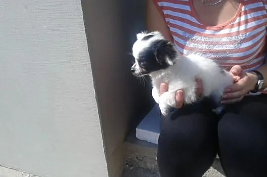 Chihuahua