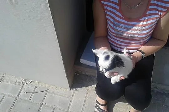 Chihuahua