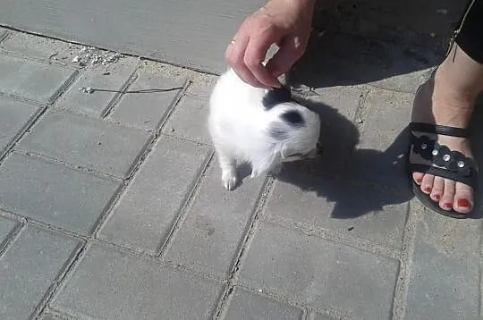 Chihuahua