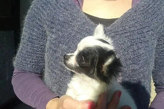 Chihuahua