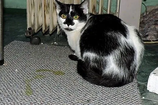 Dwie kociczki 6 mies,wysterylizowane,adopcja!!,  ś