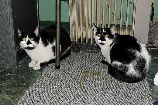 Dwie kociczki 6 mies,wysterylizowane,adopcja!!,  ś