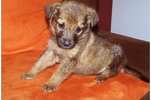KOMU?! KOMU?! 8 tyg HAYDE CHCE DO DOMU!!!,  mazowi