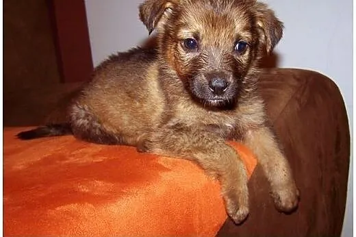 KOMU?! KOMU?! 8 tyg HAYDE CHCE DO DOMU!!!,  mazowi