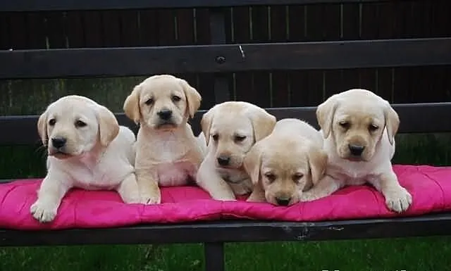 Labrador retriever - szczenięta z rodowodem