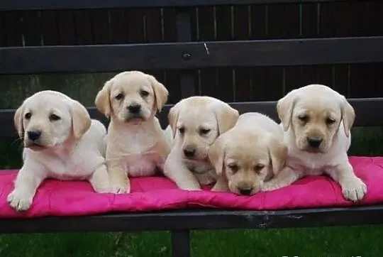 Labrador retriever - szczenięta z rodowodem