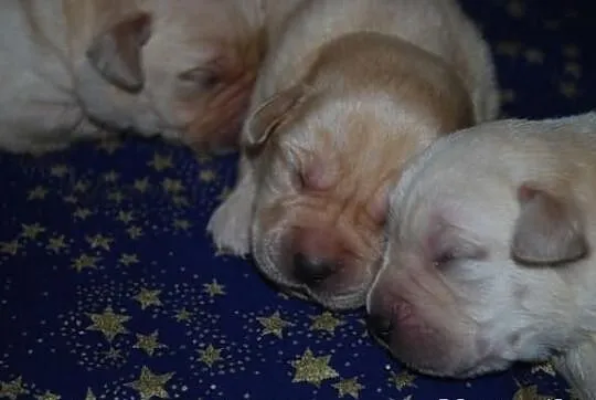 Labrador retriever - szczenięta z rodowodem