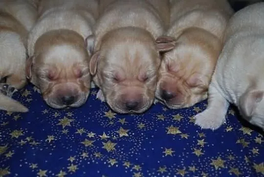 Labrador retriever - szczenięta z rodowodem