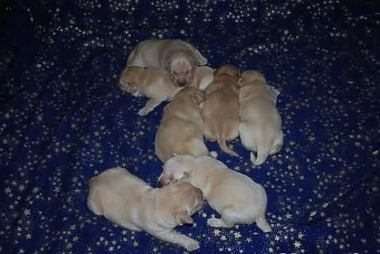 Labrador retriever - szczenięta z rodowodem