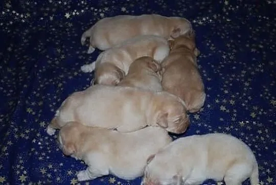 Labrador retriever - szczenięta z rodowodem