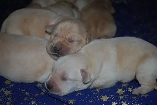 Labrador retriever - szczenięta z rodowodem