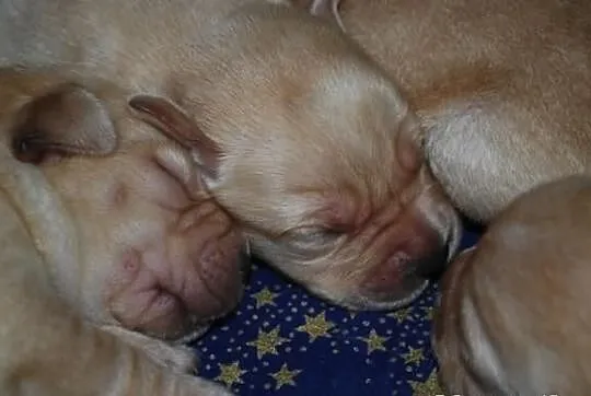 Labrador retriever - szczenięta z rodowodem