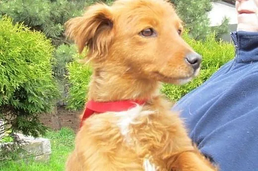 Didi - roczna ruda sunia do adopcji,  śląskie Kato