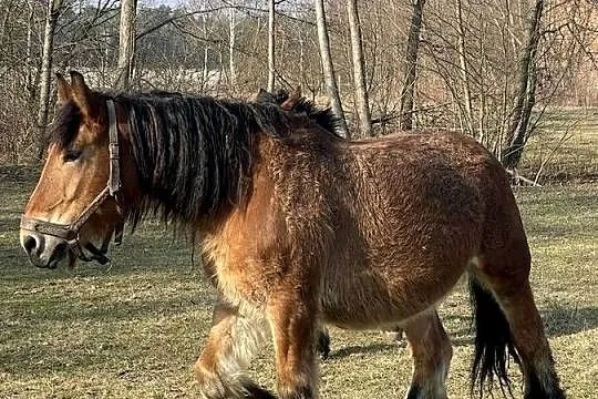 Klacz zimnokrwista ze źrebakiem, Lubelskie, Michów