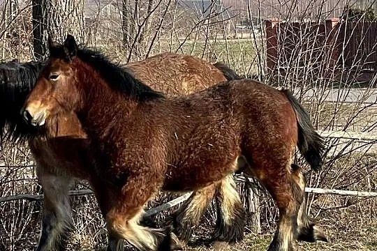 Klacz zimnokrwista ze źrebakiem, Lubelskie, Michów