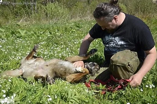 Savi - duży psiak, miłośnik ludzi - czeka na swojego człowieka., , Dąbrówka