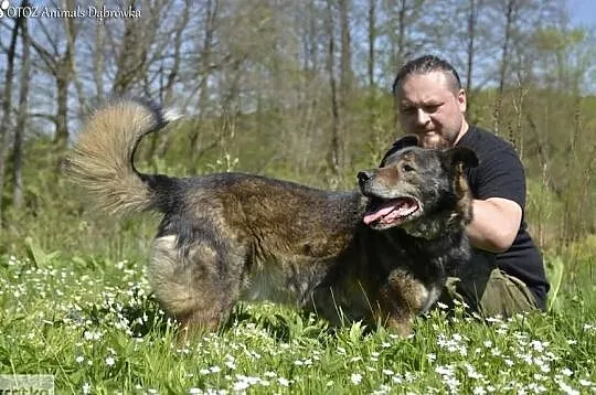 Savi - duży psiak, miłośnik ludzi - czeka na swojego człowieka., , Dąbrówka
