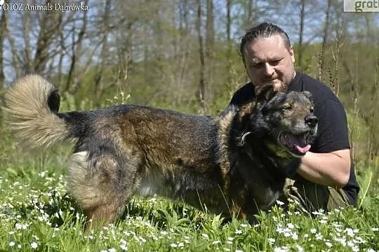 Savi - duży psiak, miłośnik ludzi - czeka na swojego człowieka., , Dąbrówka