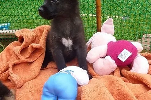 Kruszynka Mimi – szczeniak do adopcji,  