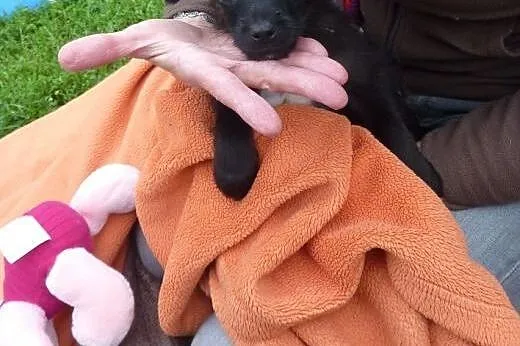 Kruszynka Mimi – szczeniak do adopcji,  