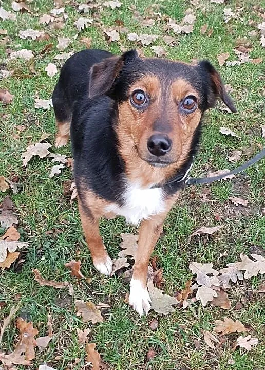 FUNIA,3 letnia,mała sunia,grzeczna,łagodna,przytulaśna,sterylizowana,Adopcja, , Wrocław