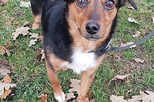 FUNIA,3 letnia,mała sunia,grzeczna,łagodna,przytulaśna,sterylizowana,Adopcja, , Wrocław
