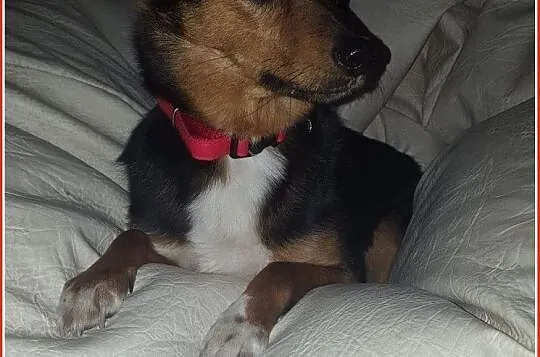 FUNIA,3 letnia,mała sunia,grzeczna,łagodna,przytulaśna,sterylizowana,Adopcja, , Wrocław