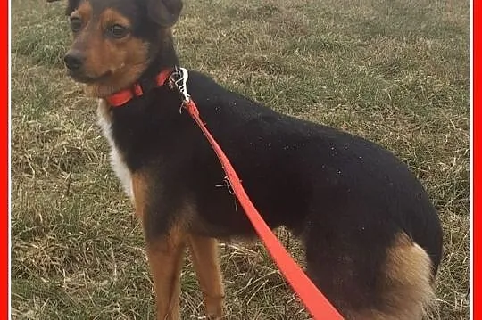 FUNIA,3 letnia,mała sunia,grzeczna,łagodna,przytulaśna,sterylizowana,Adopcja, , Wrocław