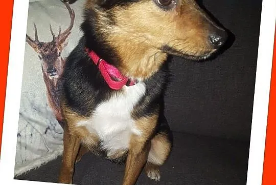 FUNIA,3 letnia,mała sunia,grzeczna,łagodna,przytulaśna,sterylizowana,Adopcja, , Wrocław