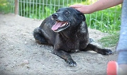 Wierna i przyjazna 5-letnia Babi szuka kochającego