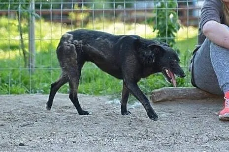 Wierna i przyjazna 5-letnia Babi szuka kochającego