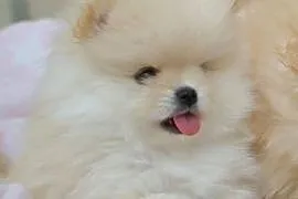 SZPIC MINIATUROWY POMERANIAN PIĘKNE KREMOWE PIESKI