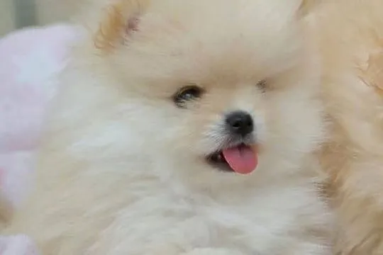 SZPIC MINIATUROWY POMERANIAN PIĘKNE KREMOWE PIESKI