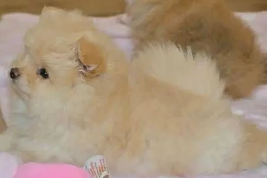 SZPIC MINIATUROWY POMERANIAN PIĘKNE KREMOWE PIESKI, Łódzkie, Drogusza