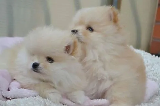 SZPIC MINIATUROWY POMERANIAN PIĘKNE KREMOWE PIESKI, Łódzkie, Drogusza