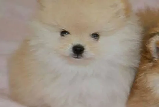SZPIC MINIATUROWY POMERANIAN PIĘKNE KREMOWE PIESKI, Łódzkie, Drogusza