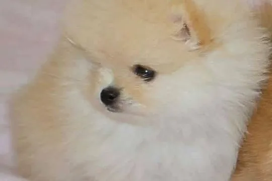 SZPIC MINIATUROWY POMERANIAN PIĘKNE KREMOWE PIESKI, Łódzkie, Drogusza